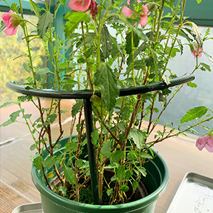 plant support plant stakes small plant support