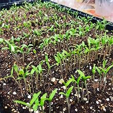 guaranteed germination