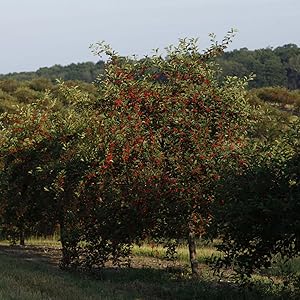 Trees