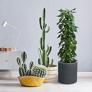outdoor concrete planter pot