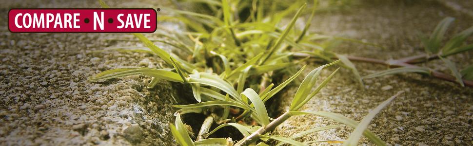 weeds growing in concrete