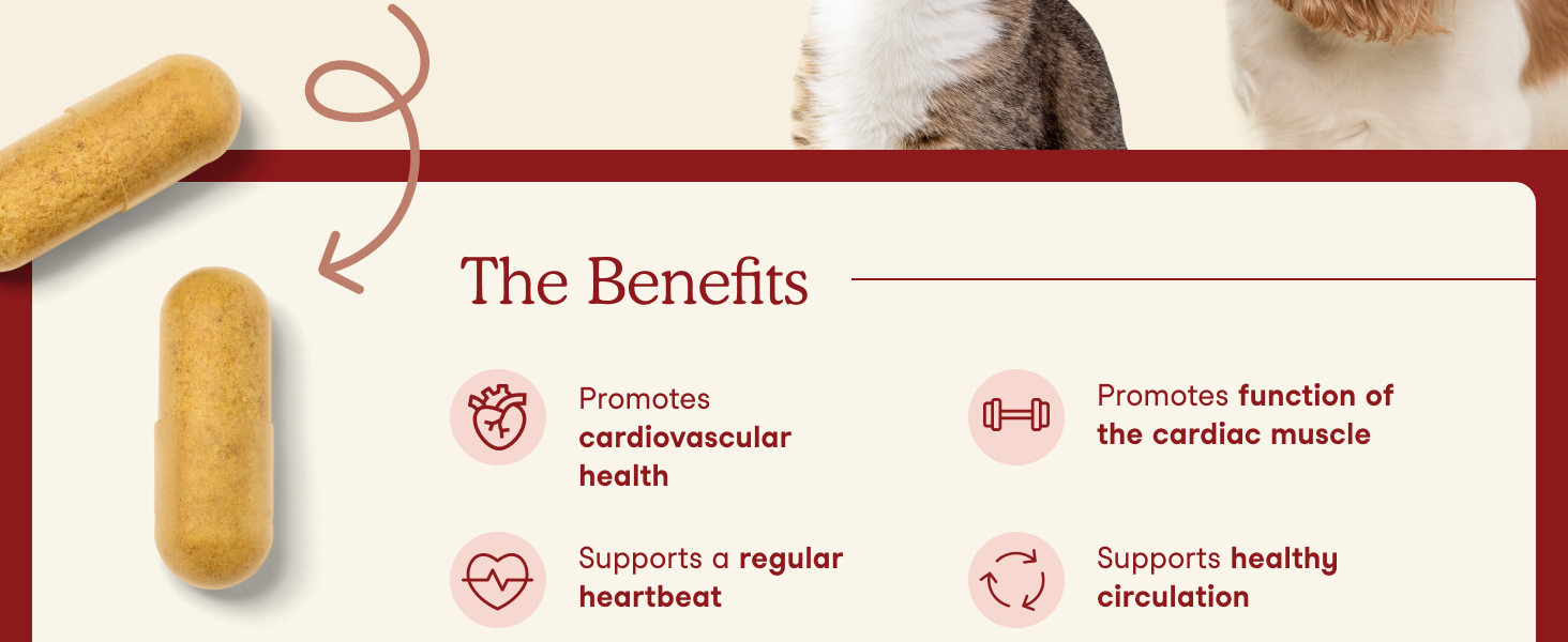 Promotes cardiovascular health, regular heartbeat, and function of the cardiac muscle