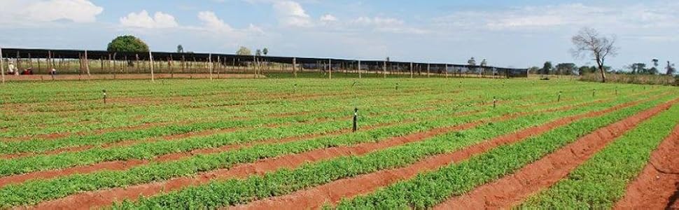 stevia farms Buy Wellness Organic stevia