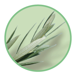 Paraben Free