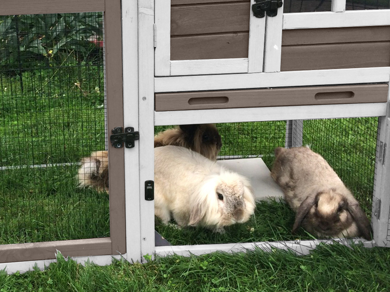 rabbit hutch