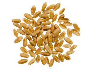 red spring wheat berries