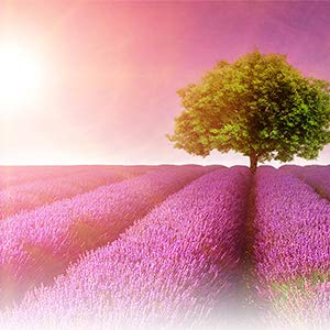 lavender yardley soap essential oils bath products