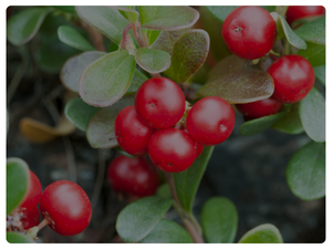 all natural herbal supplement for kidney health uva ursi bearberry buchu premium ingredients
