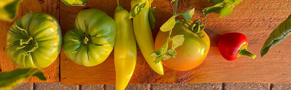 Fresh tomato garden tomato fresh pepper grow peppers