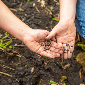 earthworm poo, worm poo, organic fertilizer, natural fertilizer, worm compost, worm castings