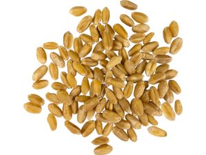 hard white wheat berries