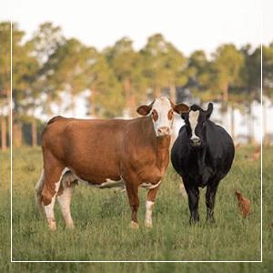 Cows eating grass, EPIC snack bars are made from real animal protein
