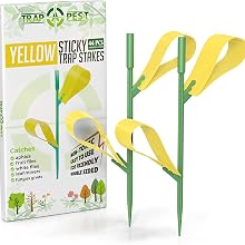 yellow sticky stakes