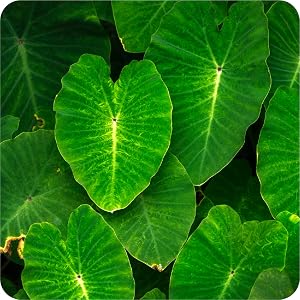 reversa bun long starter pack houses adults ear marble queen big rare green leaves planta large