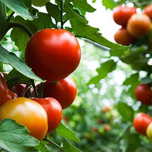 La Victoria Fresh Red Tomatoes