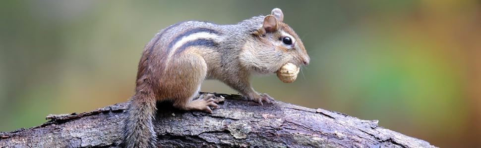 Wildlife food, squirrel food, rabbit food, bird food, small animal seed, small animal mixed seed