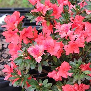 Red Ruffle Azalea, flowers, red flowers, blooms, blossoms