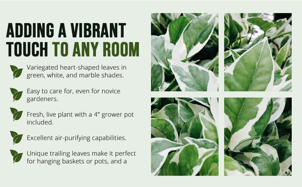 sympathy big soil tall variegated ferns leaf large purifying gardenia cuttings beautiful parlor dirt