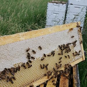 Honey Frame