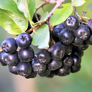 Aronia Berries