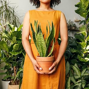 sansevieria plant and lyrata plants
