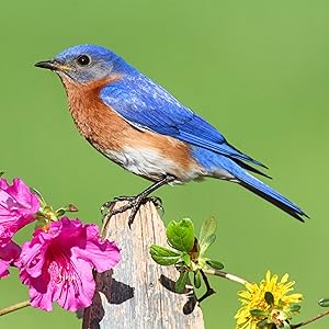 Bluebird
