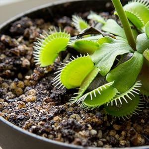 Organic carnivorous potting soil mix Perfect Plants Nursery low nutrient high water retention