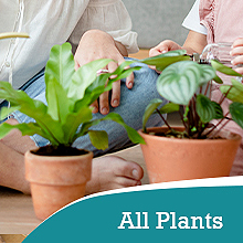 monstera plant food