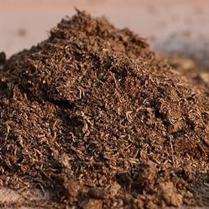 peat moss soil best potting mix for carnivorous plants Venus Flytrap Pitcher Plant soil