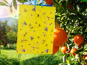 gnat sticky trap