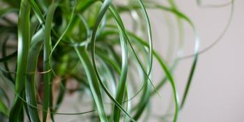 Live Ponytail Palm Indoor Elephants Foot Palm Indoor Houseplant
