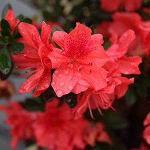 Red Ruffle Azalea, flowering shrub, red flower, Perfect Plants Nursery, Azalea