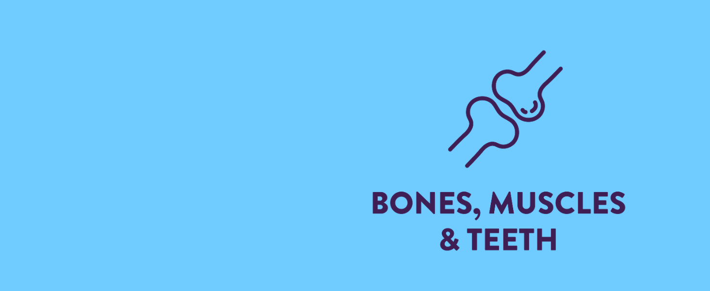 bones muscles and teeth