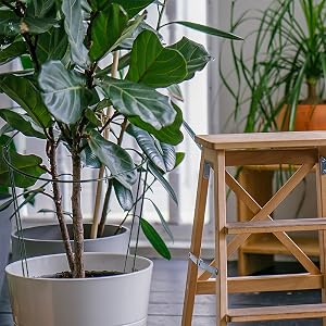 plant support