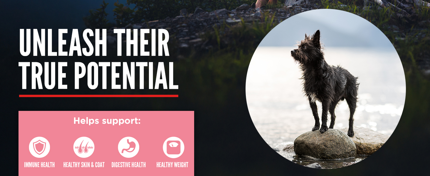 ORIJEN Small Breed Dog Food, Nature Nourishes