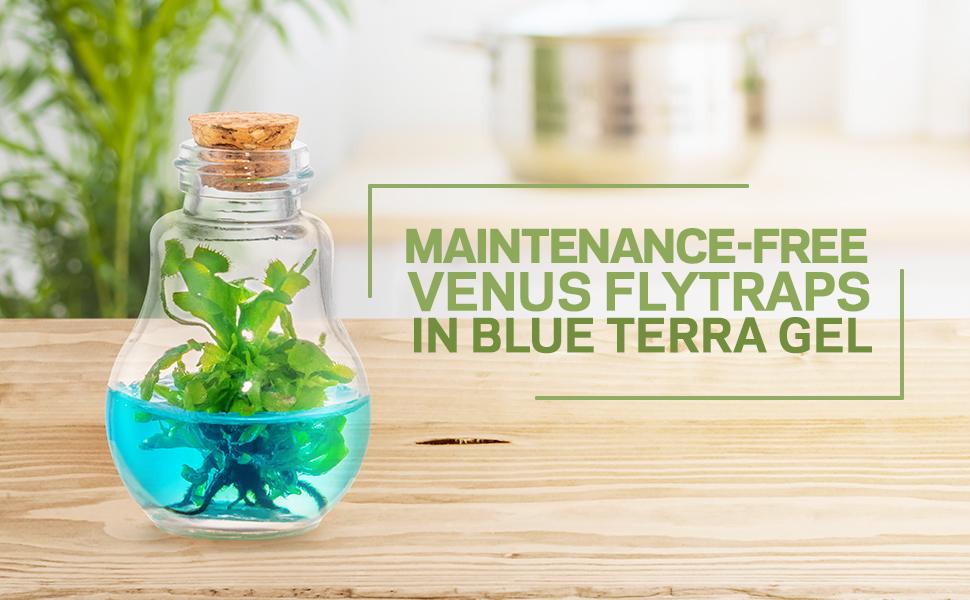 venus fly trap flytrap terra gel maintenance free plant food