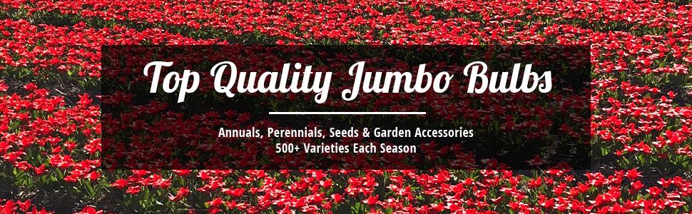 Top Quality Jumbo Bulbs