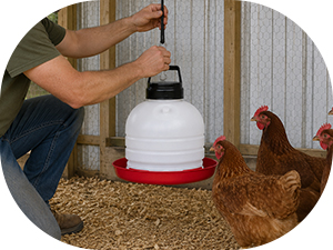 A man hanging a plastic chicken waterer in a chicken run