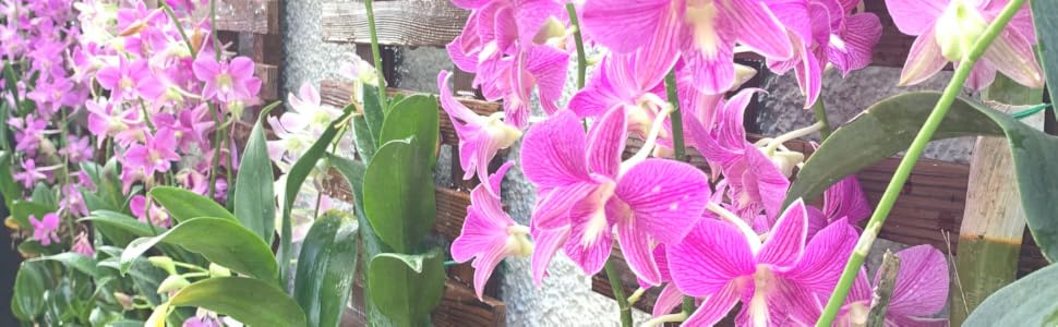 Magnificent Orchid Wall