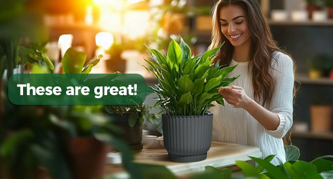 self watering pot