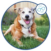 vision bites dog vitamin supplement dog eye supplement eyes vitamin for dog eye health dog eye care