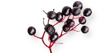 elderberry