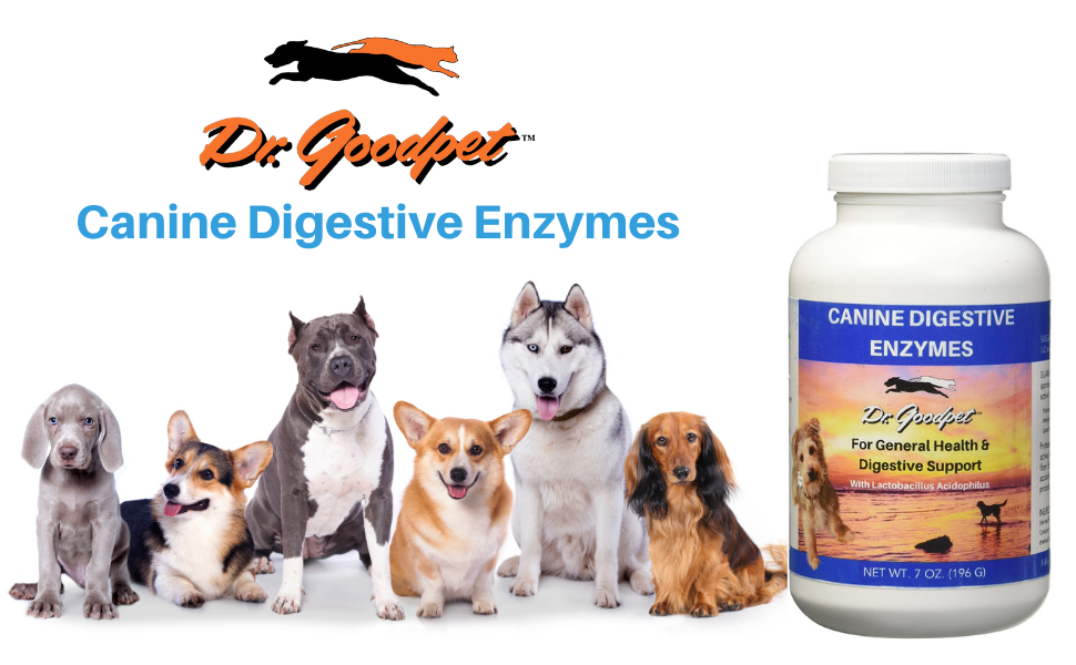 dogs, digestion, enzymes