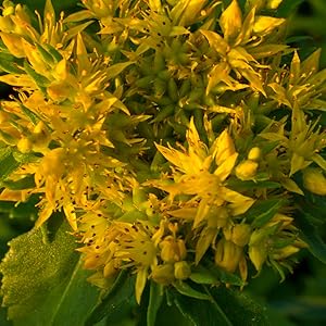 rhodiola plant