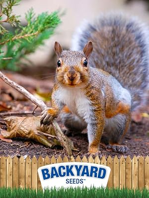 squirrel food peanuts