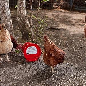 Painted Galvanized Bucket Waterer for Poultry
