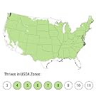 USDA Zone 4-8
