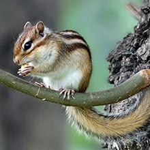 squirrel trap cage