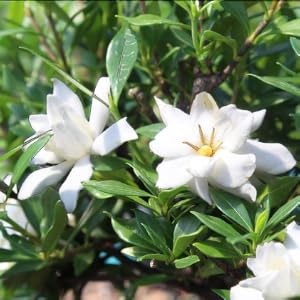 GARDENIA