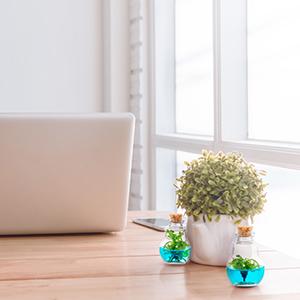 plant parent green thumb venus flytrap fly trap office work space liven workspace